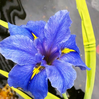 The Pond Digger - Beautiful Water Iris growing in our pond. - Landscaping Near Me - Cherry Valley, California