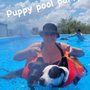 Photo of Soggy Dog Club