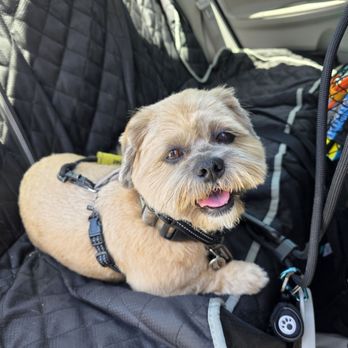 Pride N Joy Grooming - My handsome Mochi , they trimmed his face perfectly. He can see now lol - Pet Groomers Near Me - Chula Vista, California Pride N Joy Grooming - My handsome Mochi , they trimmed his face perfectly. He can see now lol - Pet Groomers Near Me - Chula Vista, California