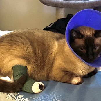 VEG ER for Pets - Pablito - Emergency Pet Hospital Near Me - Alexandria, Virginia VEG ER for Pets - Pablito - Emergency Pet Hospital Near Me - Alexandria, Virginia