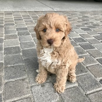 Hales Australian Labradoodles - Daisy - Pet Stores Near Me - Bakersfield, California
