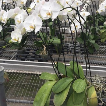 Formosa Orchid Nursery - Nurseries & Gardening Near Me - Houston, Texas