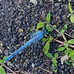 Devine Lake Park - Dragonfly