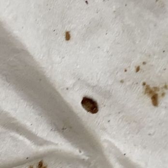 Comfort Suites Jackson-Cape Girardeau - DEAD BED BUGS - Hotels Near Me - Jackson, Missouri