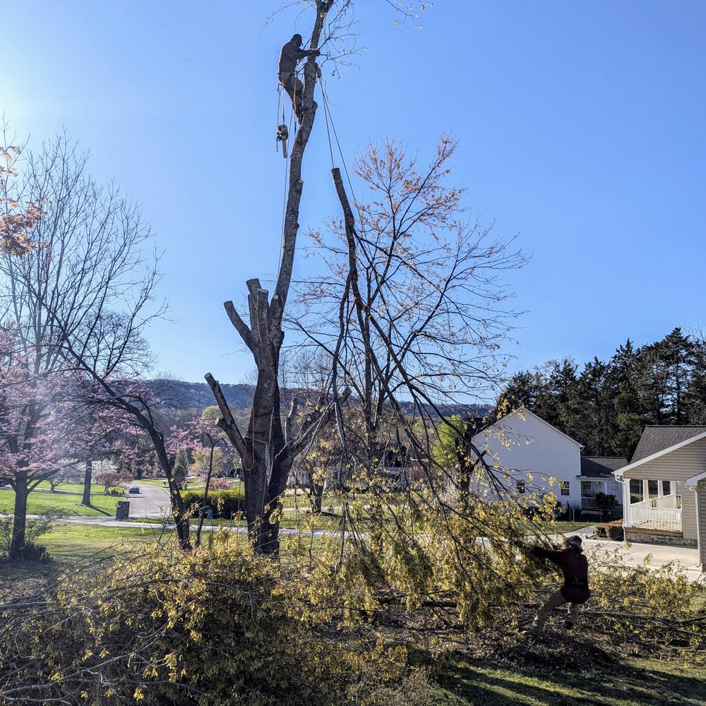 Chavo Tree Services - Tree Services Near Me - Dalton, Georgia