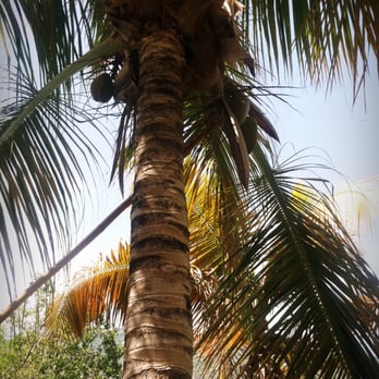 Magens Bay - Palm trees. Weoutchea. - Beaches Near Me Magens Bay - Palm trees. Weoutchea. - Beaches Near Me