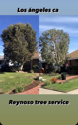 Tree Maintenance - For a healthy tree growth, Standard tree trimming is encouraged every six months. set up tree maintenance program with us and we will give you a discount on your future service.
