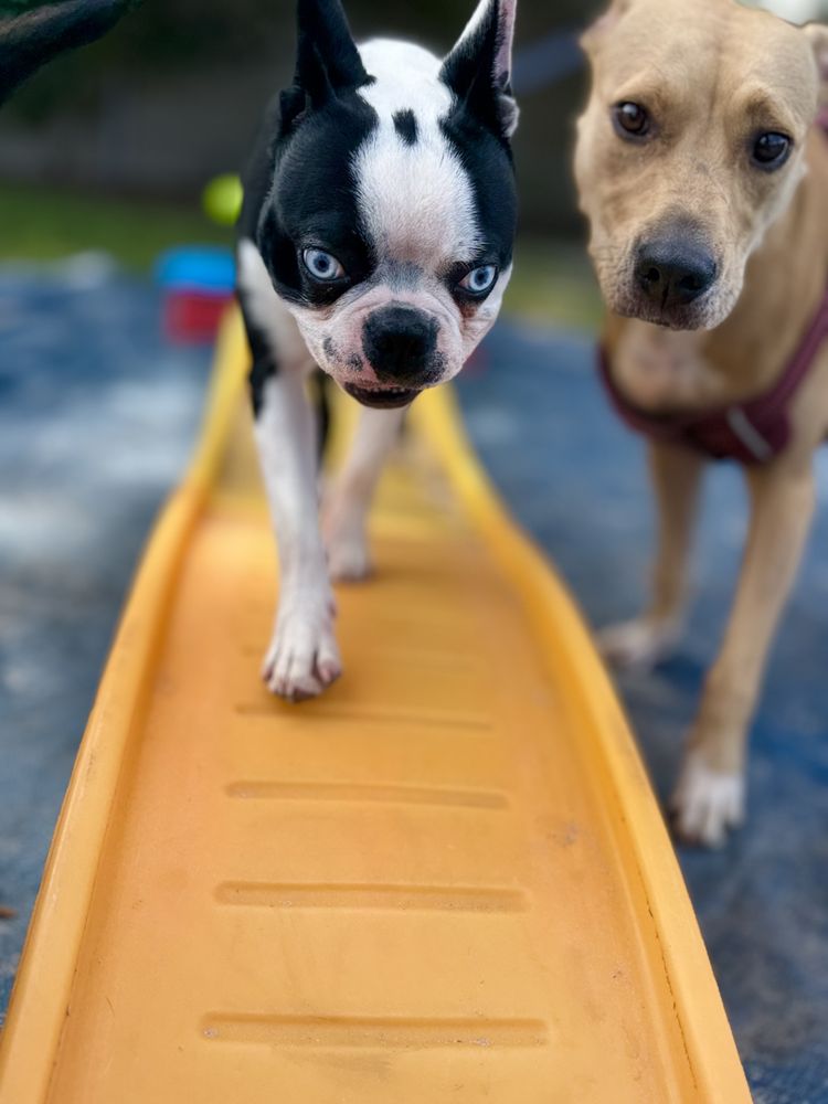 Pet Agreed - pet boarding facility in Poinciana, FL