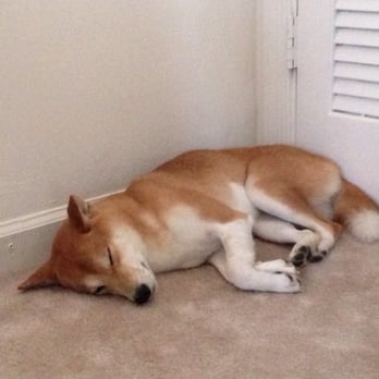 Sterling Meadows Feed & Tack - Someone was tired after daycare :) - Pet Groomers Near Me - Virginia Beach, Virginia Sterling Meadows Feed & Tack - Someone was tired after daycare :) - Pet Groomers Near Me - Virginia Beach, Virginia