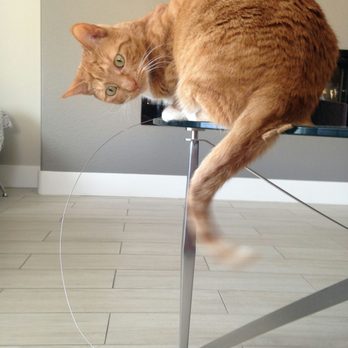 Pet Sitting by Ines - Pet Sitting Near Me Pet Sitting by Ines - Pet Sitting Near Me