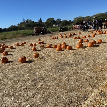 Larry's Produce - They always replenish the pumpkins. - Fruits & Veggies Near Me - Fairfield, California Larry's Produce - They always replenish the pumpkins. - Fruits & Veggies Near Me - Fairfield, California