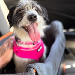 A New Life Charitable Foundation - On our way home!
