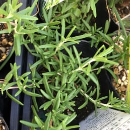 グッデイ姪浜店 Nurseries Gardening 西区姪の浜2丁目22 25 福岡市 福岡県 Japan Phone Number Yelp