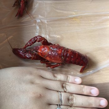 Joe Cajun - So big compared to my hand - Cajun/Creole Near Me - Arlington, Texas