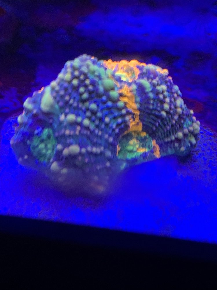 FINTASTIC AQUARIUMS OF JENSEN BEACH Updated October 2024 22 Photos