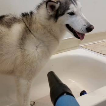 Pawsitively Clean - Time to clean - Pet Groomers Near Me - Golden, Colorado