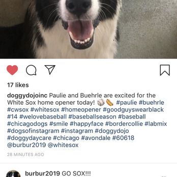 The Doggy Dojo - Pet Sitting Near Me - Chicago, Illinois The Doggy Dojo - Pet Sitting Near Me - Chicago, Illinois