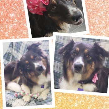 Quiet Groomer - Betsy is such a beautiful soul - Pet Groomers Near Me - Acton, Ontario