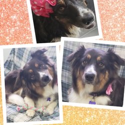 Quiet Groomer - Betsy is such a beautiful soul