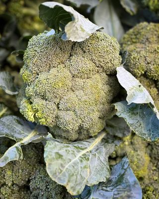 Evanston Farmers' Market by null