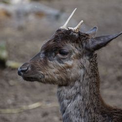 Wildfreigehege Nöttler Berg