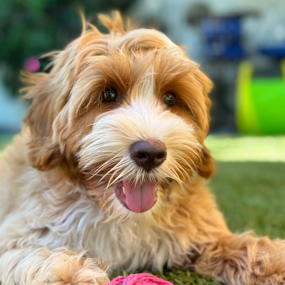Wet Noses Dog Training - Pet Training Near Me Wet Noses Dog Training - Pet Training Near Me