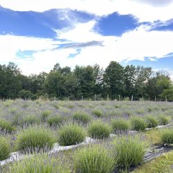 Lavenwood Farms - Lavender fields
