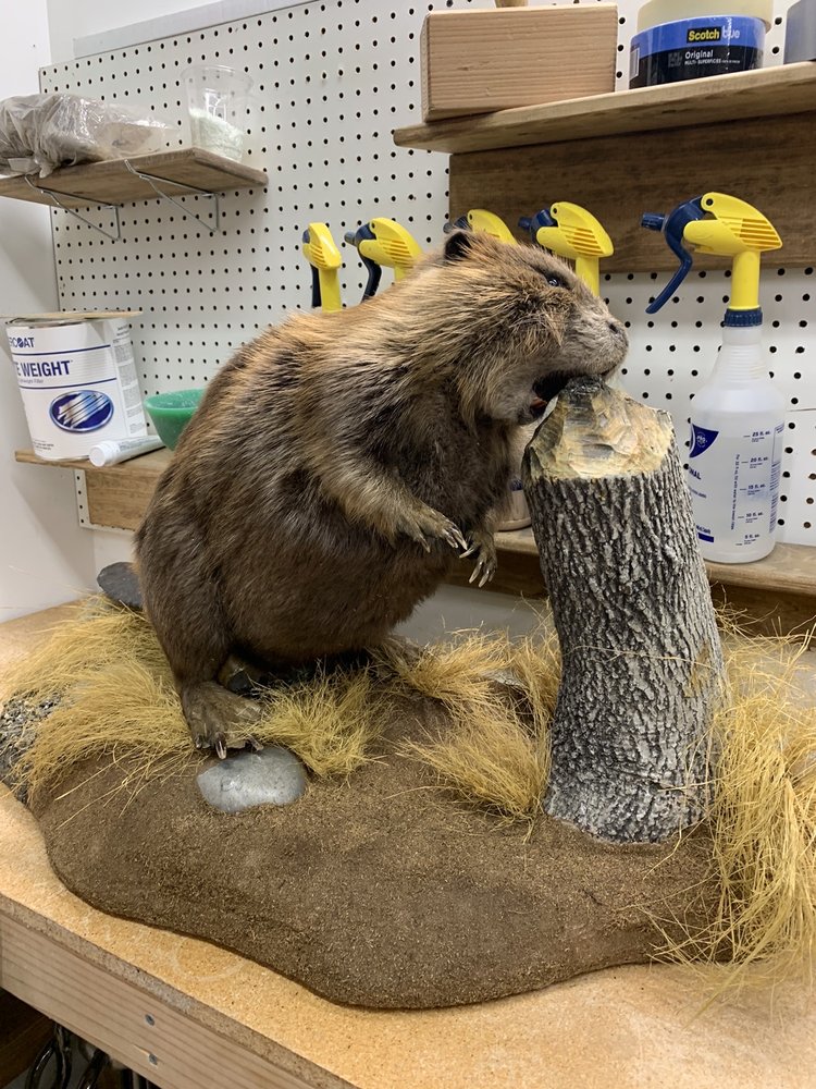Knight's Taxidermy - taxidermy in Anchorage, AK