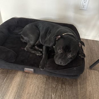 VEG ER for Pets - Reina - Emergency Pet Hospital Near Me - Costa Mesa, California VEG ER for Pets - Reina - Emergency Pet Hospital Near Me - Costa Mesa, California