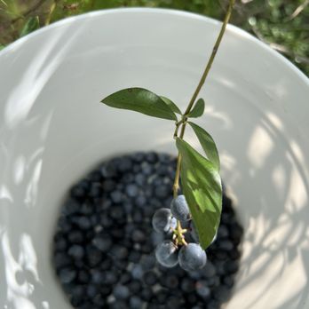 Moorhead's Blueberry Farm - Pick Your Own Farms Near Me - Conroe, Texas