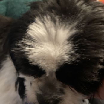 Dog Gon' Clean - Bald spot on top of head - Pet Groomers Near Me - Fresno, California Dog Gon' Clean - Bald spot on top of head - Pet Groomers Near Me - Fresno, California