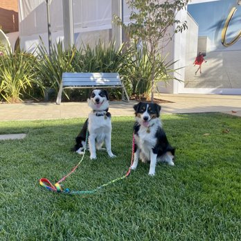 Zepeda Dogz - Dog Walkers Near Me Zepeda Dogz - Dog Walkers Near Me