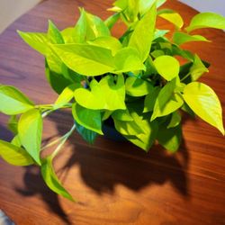 Johnson's Florist & Garden Centers - What's in this photo, Yelp asks? Beats me! But the young lady who helped me pick it out met all my needs. Vibrant NEON GREEN. Unique