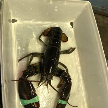 Five Islands Lobster - Seafood Near Me - Georgetown, Maine