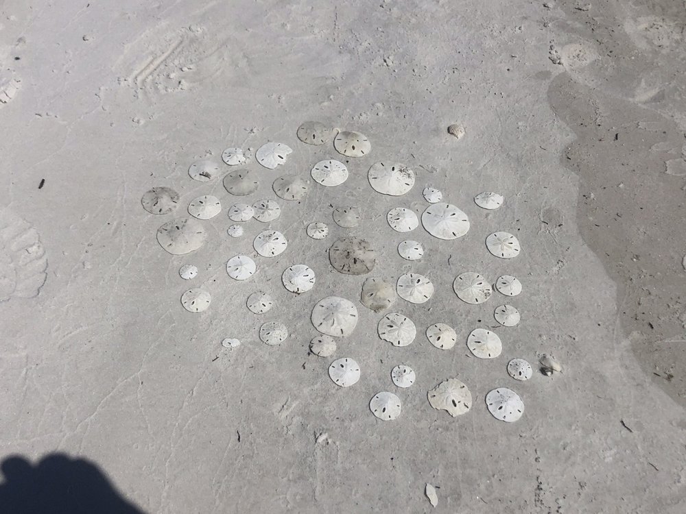 SALTWATER MAGIC BOAT TOURS 750 Palm Point Dr, Goodland, Florida