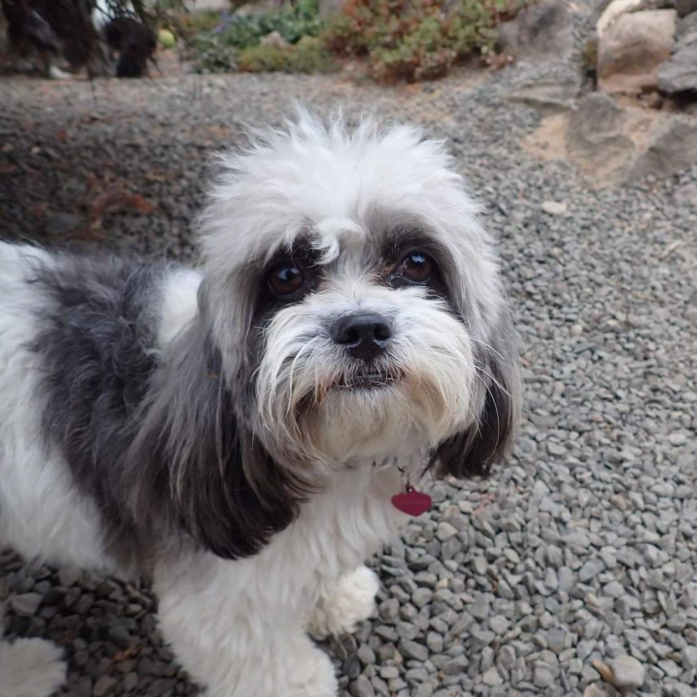 PetSmart - A grow out from the time before last I took her there. - Pet Training Near Me - Vancouver, Washington PetSmart - A grow out from the time before last I took her there. - Pet Training Near Me - Vancouver, Washington