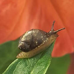 Hillside Nursery - Everyone likes to visit!