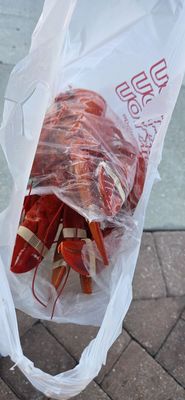 Bar Harbor Seafood by null