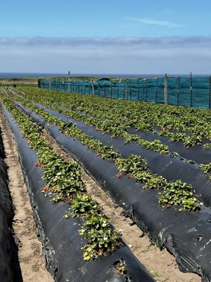 Swanton Berry Farm by null
