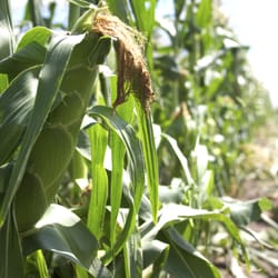The Farm - A row of Sweet Corn  growing at our farm in Plainfield/Oswego