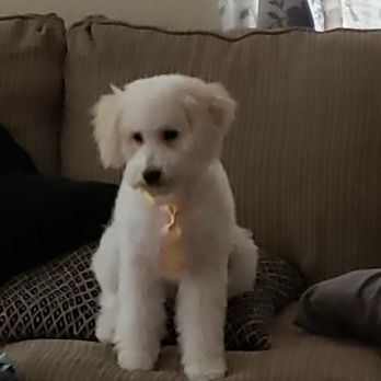 Sunny Days Mobile Grooming - Pet Groomers Near Me Sunny Days Mobile Grooming - Pet Groomers Near Me