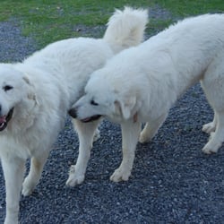 A Stroka Gene-Us Alpacas - Two of our livestock guard dogs, Snow Queen and Ice Princess