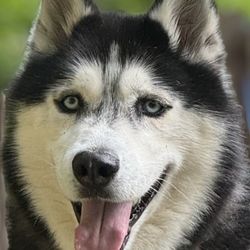 Carolyn's Custom Pup Cuts - Thunder