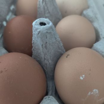 Twin Brook Camillus Farm - Eggs, not all uniform in size or color. Better tasting than grocery store eggs because the hens are able to roam free. - Farms Near Me - Camillus, New York Twin Brook Camillus Farm - Eggs, not all uniform in size or color. Better tasting than grocery store eggs because the hens are able to roam free. - Farms Near Me - Camillus, New York