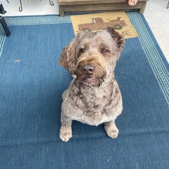 Serenity Pet Spa - Golden doodle groomer - Pet Groomers Near Me - Madison, Wisconsin