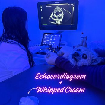 Apex Veterinary Specialists - Veterinarians Near Me - Saratoga, California Apex Veterinary Specialists - Veterinarians Near Me - Saratoga, California