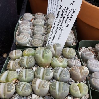 California Cactus Center - Nurseries & Gardening Near Me - Pasadena, California