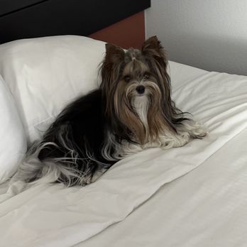Rocky Mountain Biewer Terriers - Our Biewer terrier Bella - Pet Breeders Near Me - Dolores, Colorado