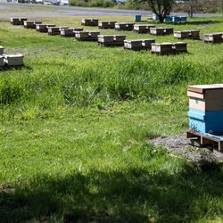 Woods Bee