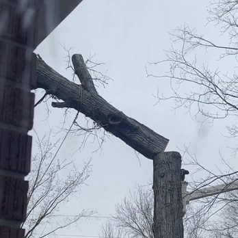VanGordon Tree & Land Solutions - Part of the large tree mid fall - Excavation Services Near Me - Highland, Michigan
